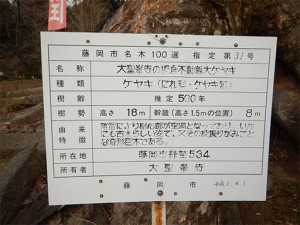 大聖峯寺の大ケヤキの立て札