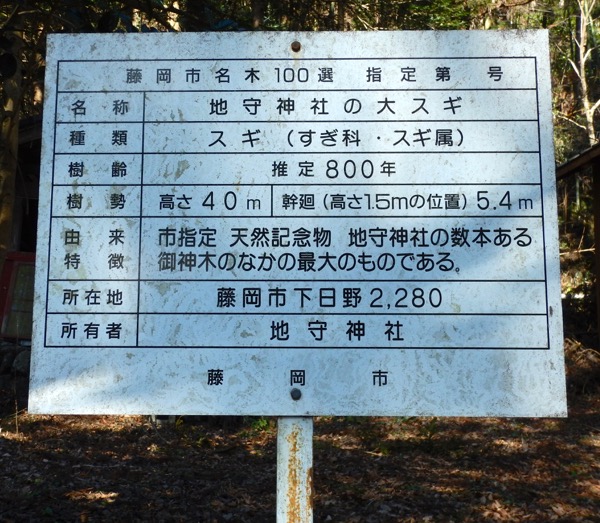 地守神社の大杉の立て札