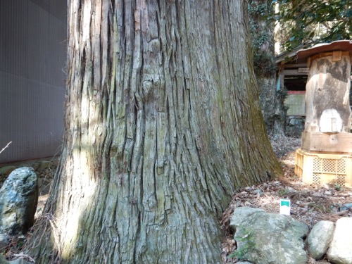 地守神社の大スギ