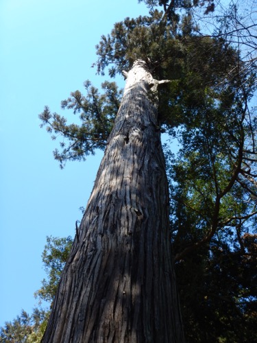 地守神社の大スギ