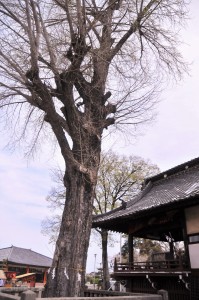 諏訪神社のイチョウ