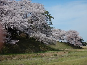 七輿山古墳の桜