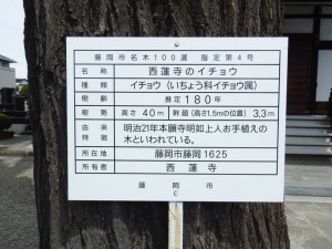 西蓮寺の藤岡市名木100選案内板