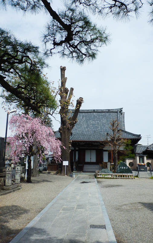 西蓮寺の大イチョウ