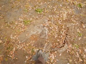 豊受神社の御神木かも！？