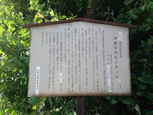 浄蔵寺の大イチョウの説明
