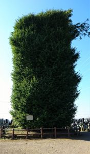 浄蔵寺の大イチョウ